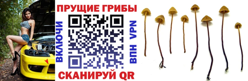 Псилоцибиновые грибы Psilocybe магазин продажи Усмань